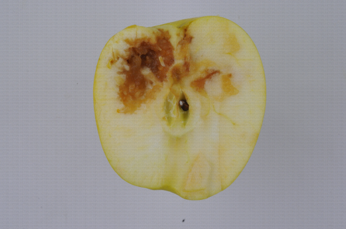 Coupe de pomme infestée par une larve de mouche méditerranéenne